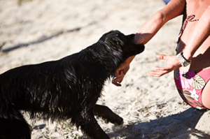 A dog biting a child's hand.