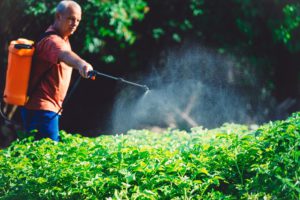 Farmworker spraying weedkiller on plants