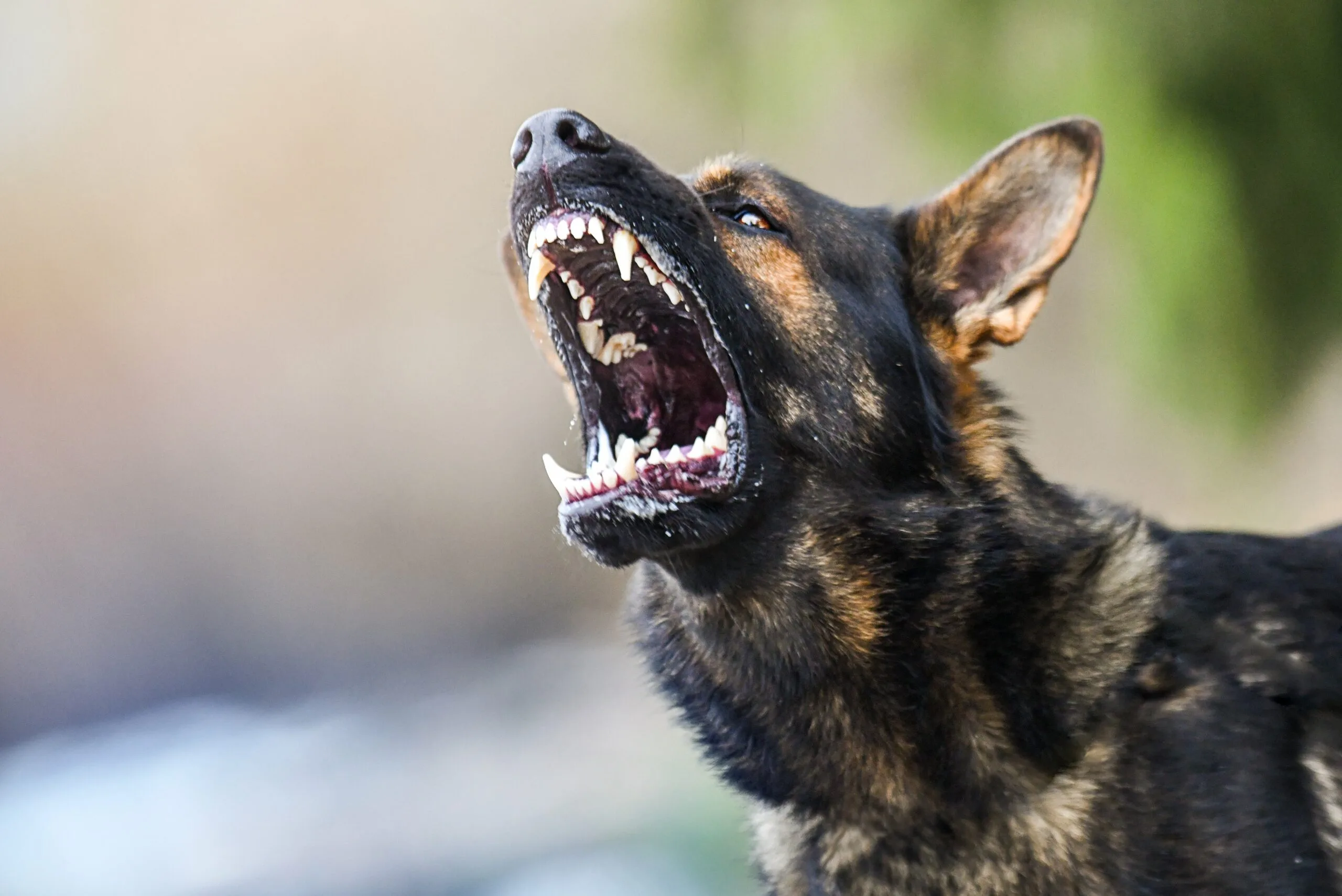 Dog Bite